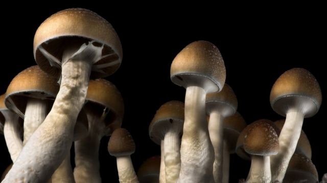 Things to know about magic mushrooms post thumbnail image