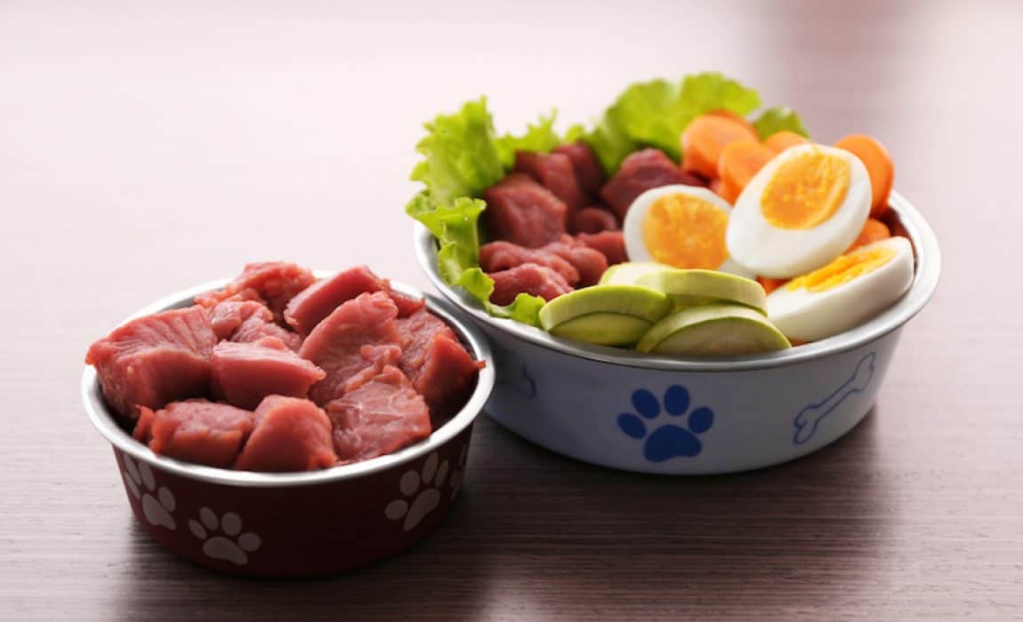 Exactly what are the leading qualities of any great pet food? post thumbnail image