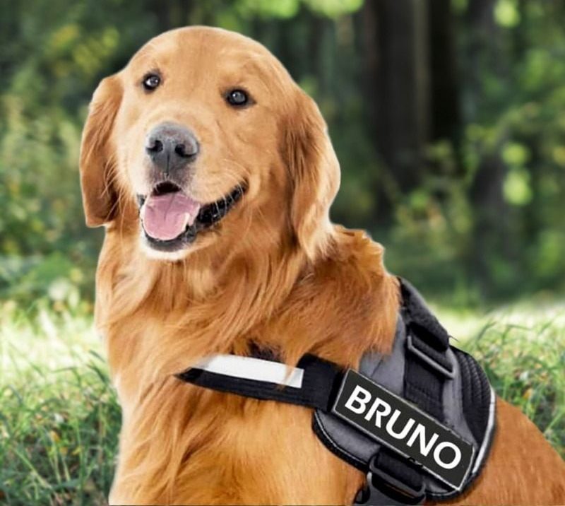 Your dog deserves the best No pull harness for dogs for walking post thumbnail image