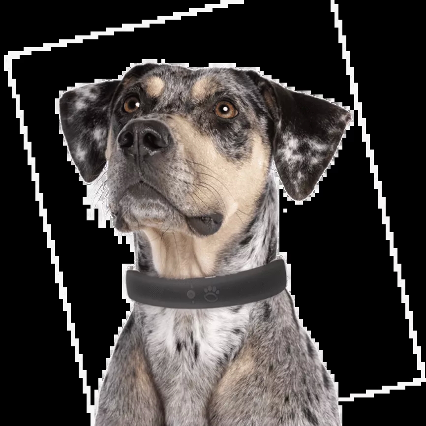 The Benefits of a Wireless Dog Fence Collar post thumbnail image