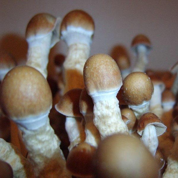 The magic mushrooms Detroit supply many benefits to any or all their clientele post thumbnail image