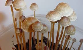 The buy shrooms Detroit has been very encouraging for chronic patients post thumbnail image