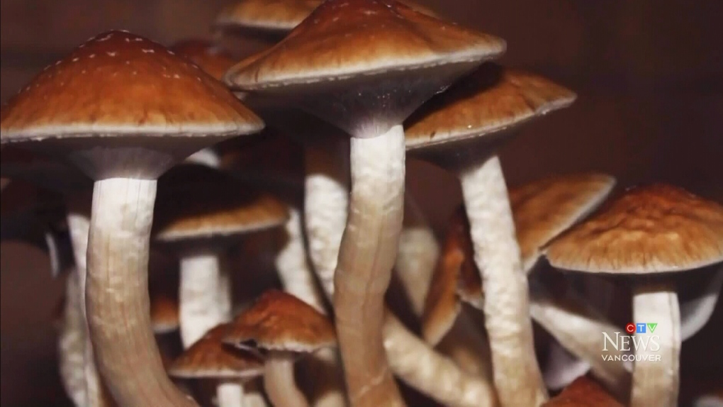 Purchase magic mushrooms on-line: Realise it all post thumbnail image