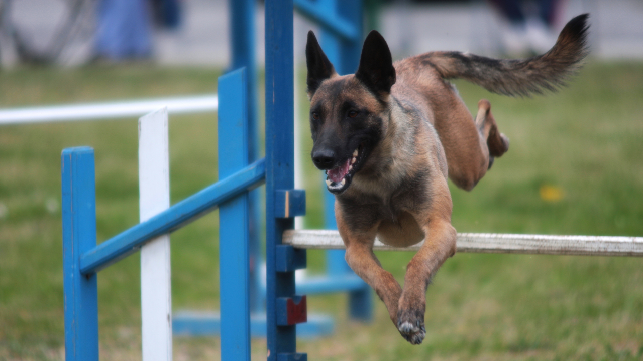 Things you should not forget while buying a wireless fence for your dog post thumbnail image