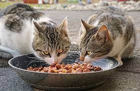Best Dry Cat Foods: Consider These 5 High-Quality Ingredients For Maximum Health Benefits post thumbnail image