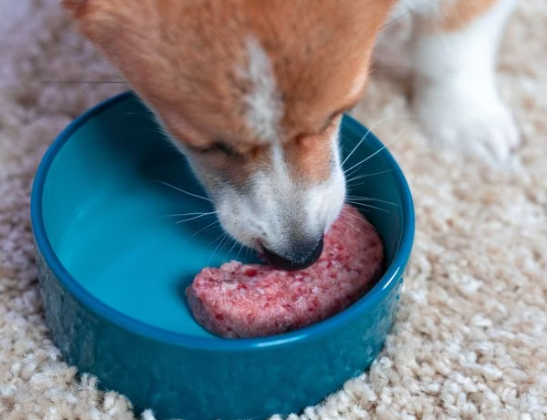 Raw Dog Food for Digestive Health: Promoting a Balanced Gut Flora post thumbnail image